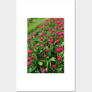 Tulip Fields Posters and Art